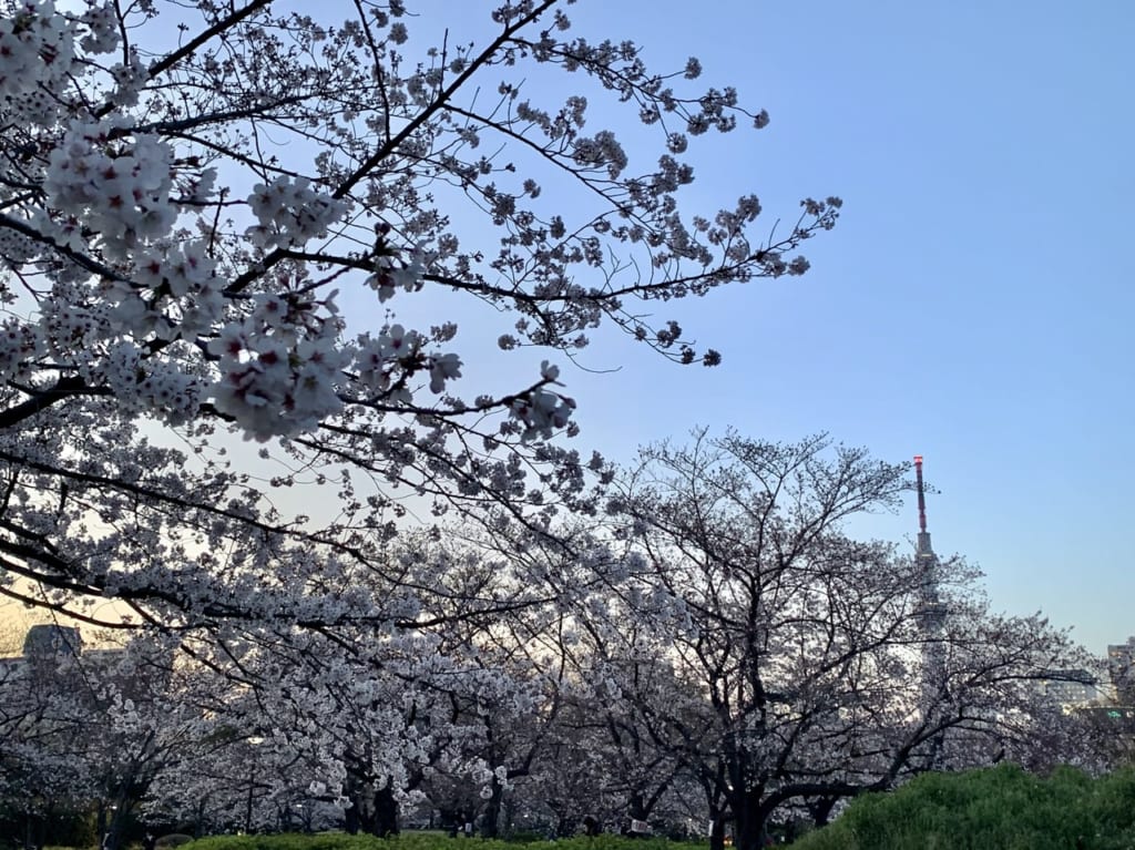 猿江恩賜公園桜