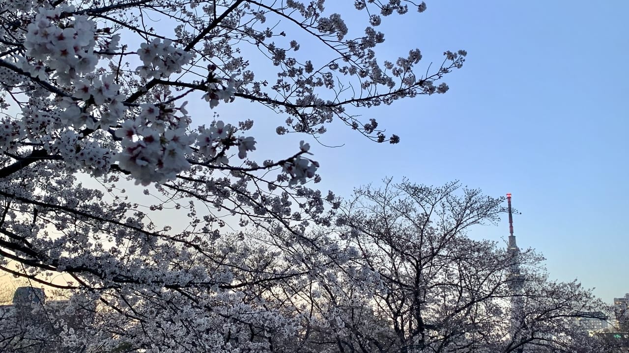 猿江恩賜公園桜
