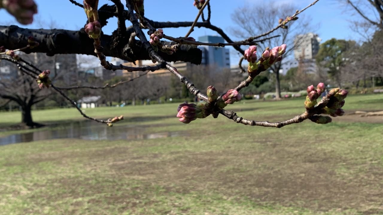 木場公園桜2020年3月15日時点