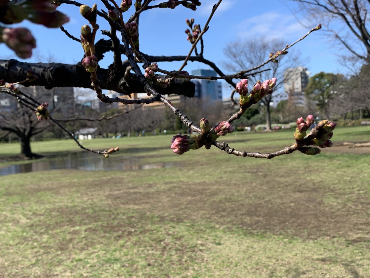 木場公園桜2020年3月15日時点
