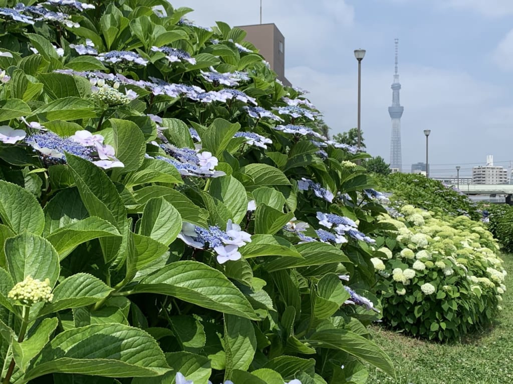 旧中川水辺公園スカイツリーあじさい水色