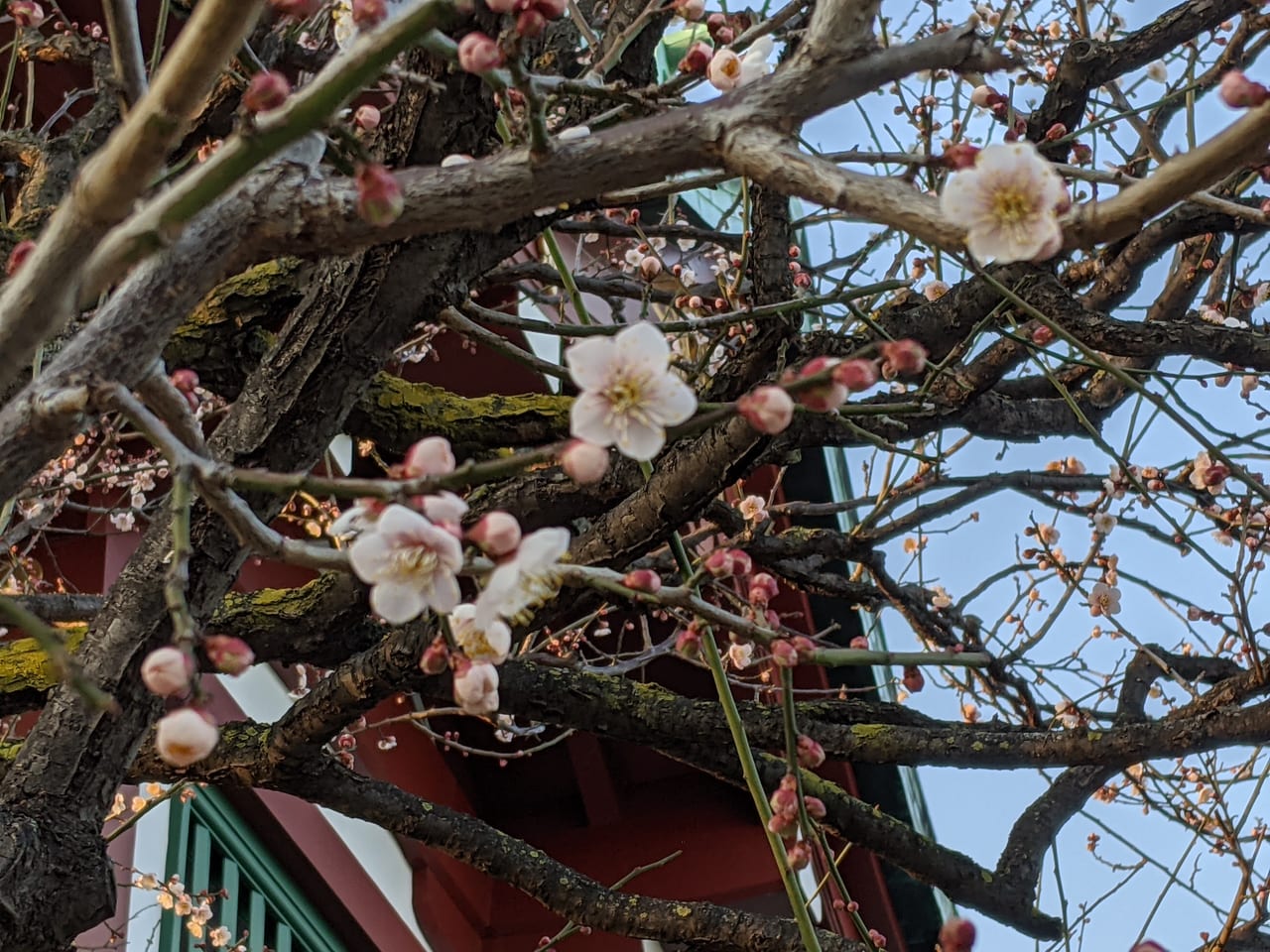 江東区 今年の亀戸天神 梅まつりは中止 でも梅は変わらず咲くのです 亀戸天満宮の開花状況を調べてみました 号外net 江東区