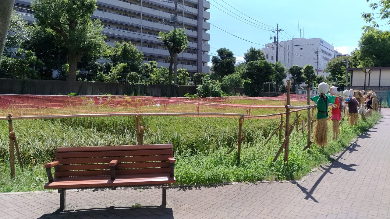 江東区の田んぼの学校