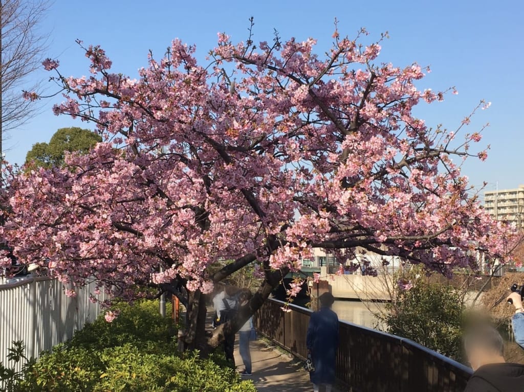 大横川沿いの河津桜