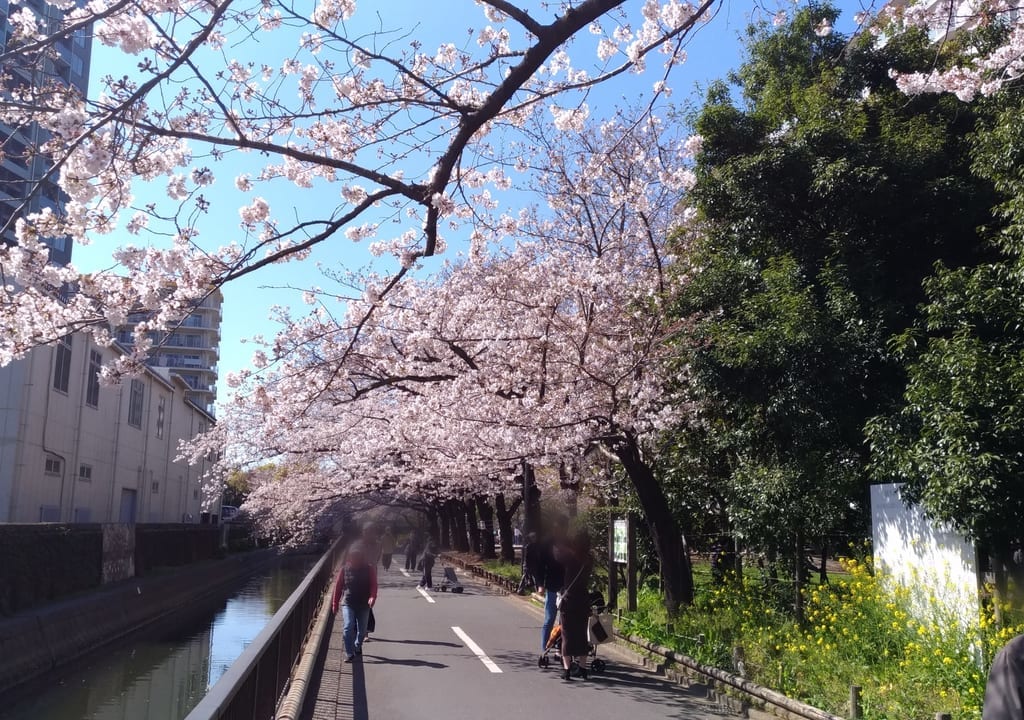 仙台堀川公園の桜並木
