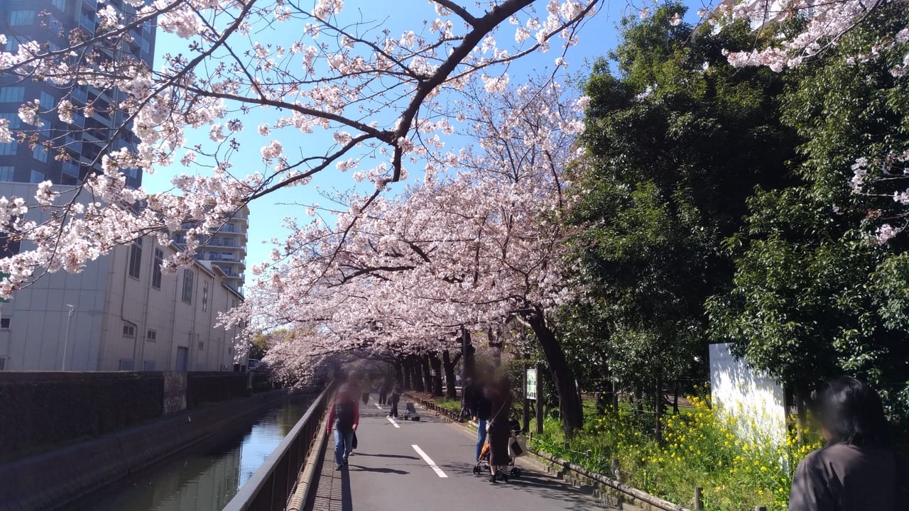 仙台堀川公園の桜並木