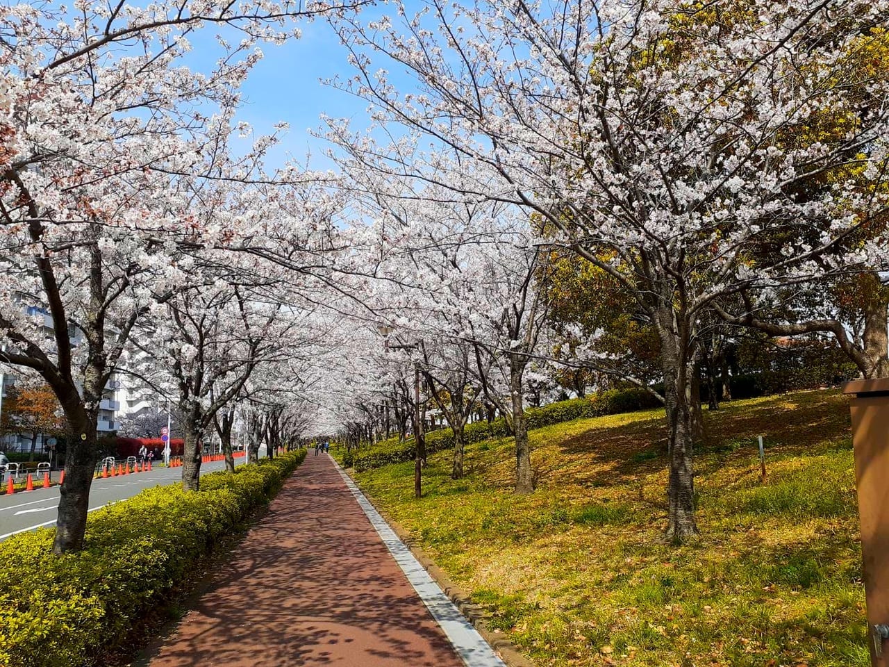 江東区 土曜日はお花見日和でしたね 桜は楽しめましたか 号外net 江東区