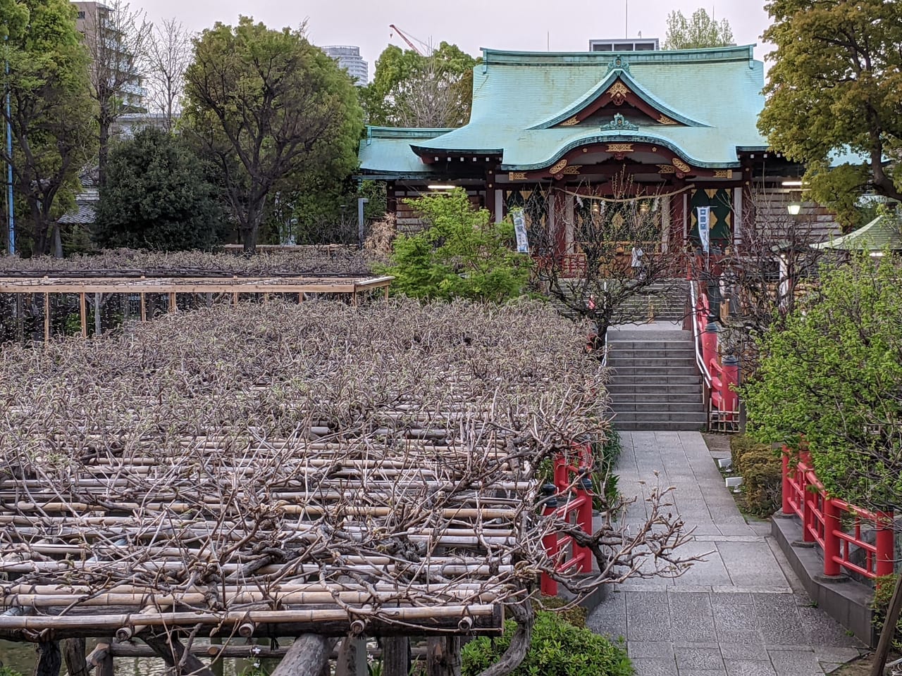 亀戸天神社の藤棚、開花前の様子