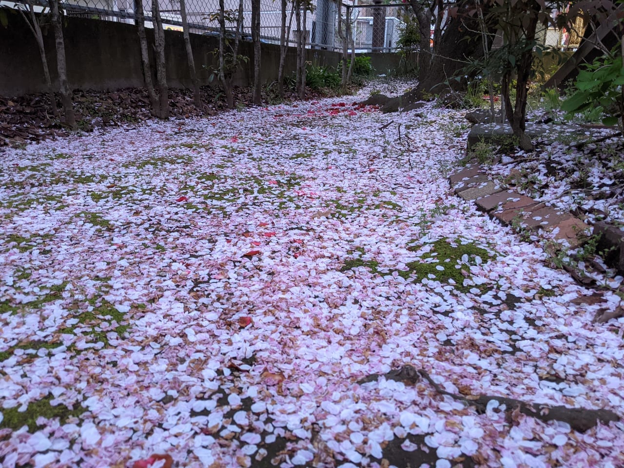 香取神社内の桜の花びら