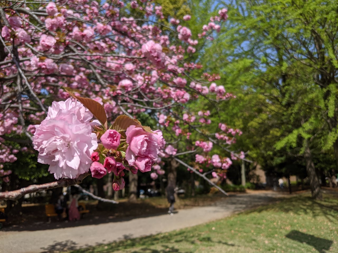 清澄公園の八重桜