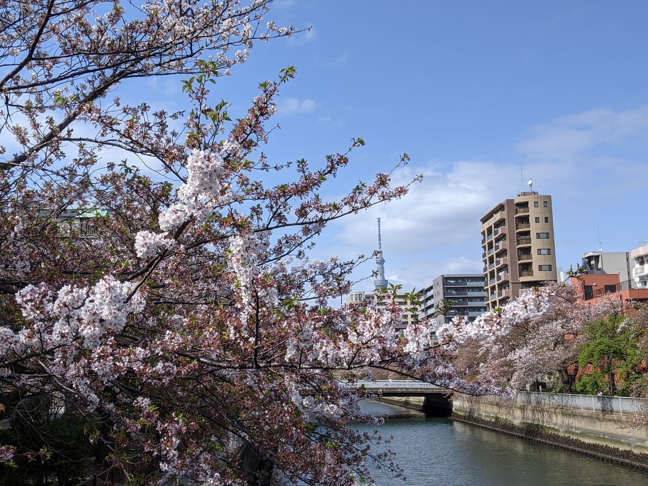 大横川の桜並木
