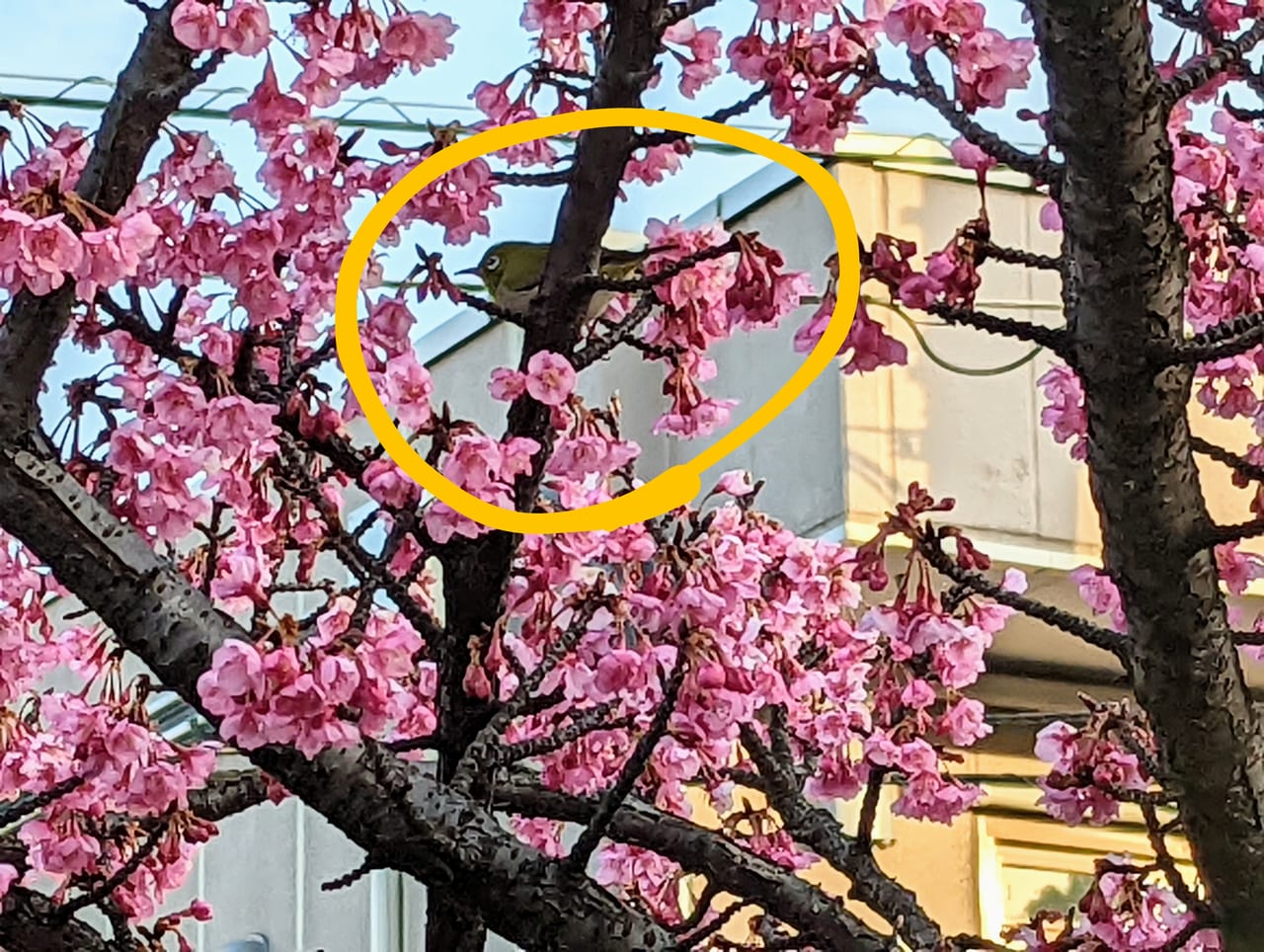 江東区 ピンク色が鮮やか 木場公園近く 大横川沿いの河津桜が花開いています 22年2月上旬の様子をレポートします 号外net 江東区