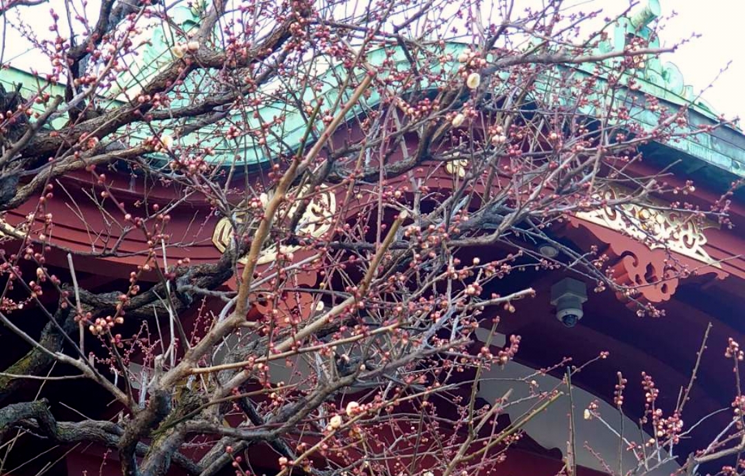 江東区 梅の香りにうっとり 22年2月中旬 亀戸天神社 の梅の様子は 週末のおでかけの参考にどうぞ 号外net 江東区