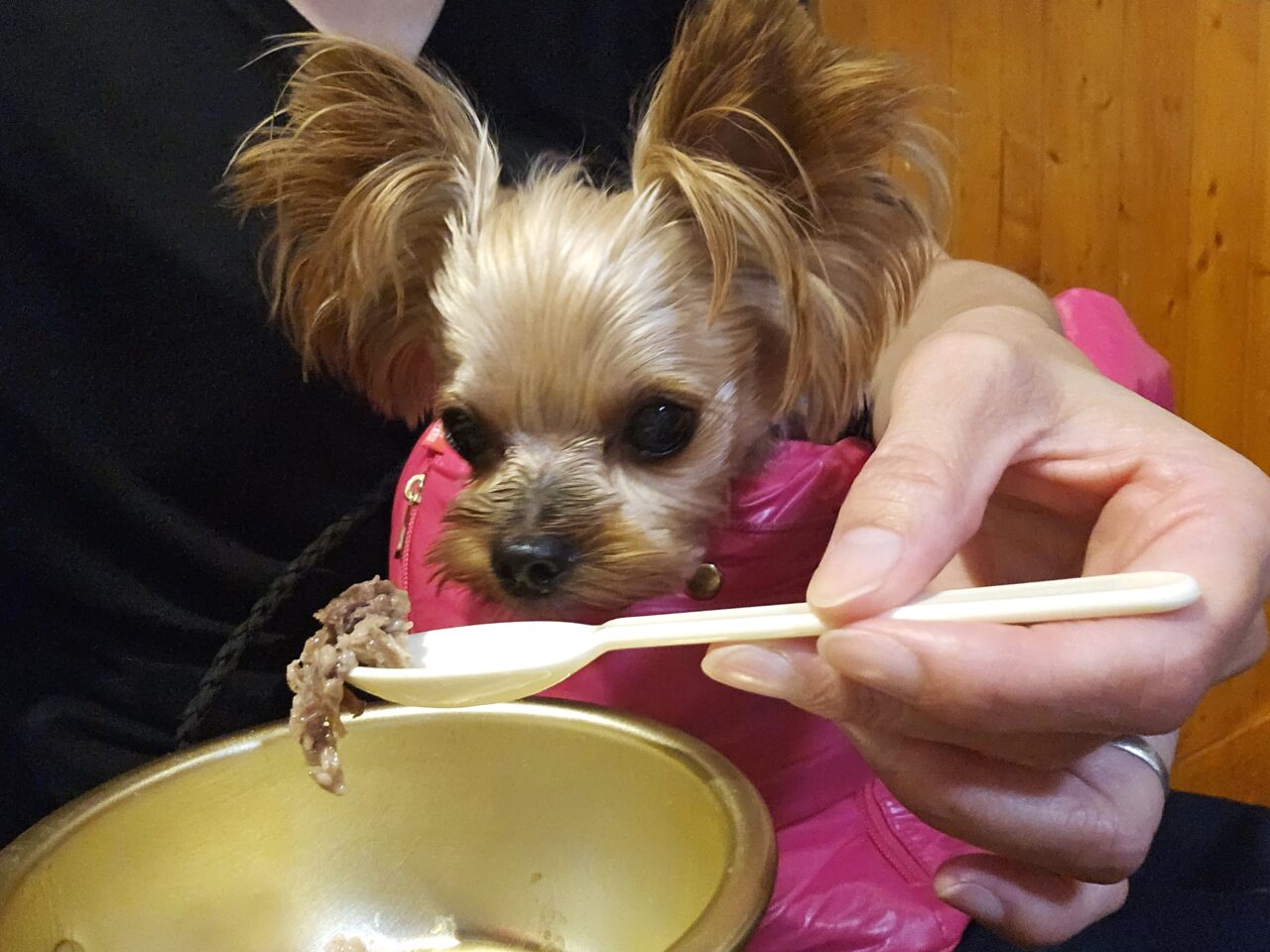 ちょい飲みバルredwood店内わんちゃんok