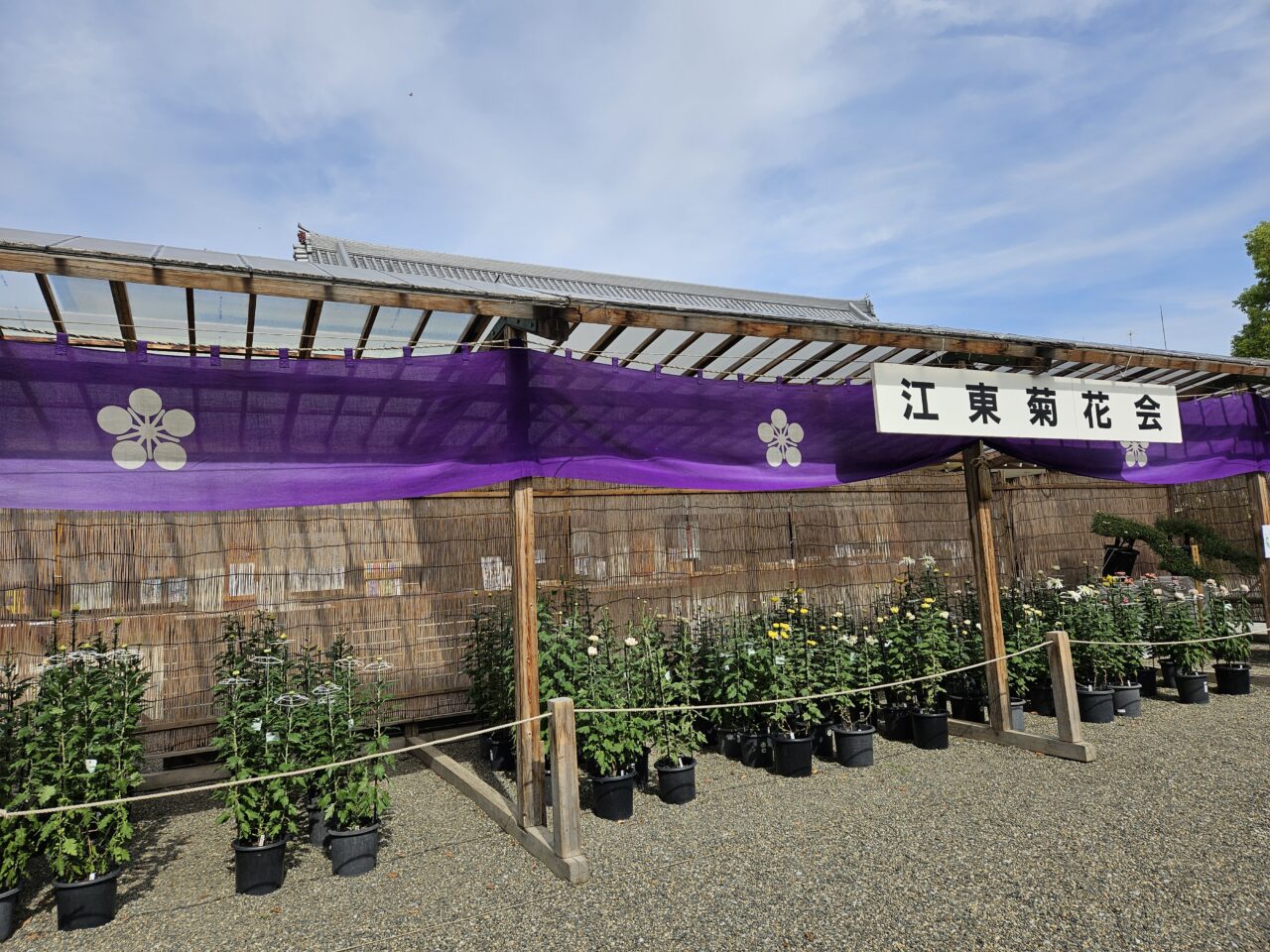 亀戸天神社の菊祭りの様子