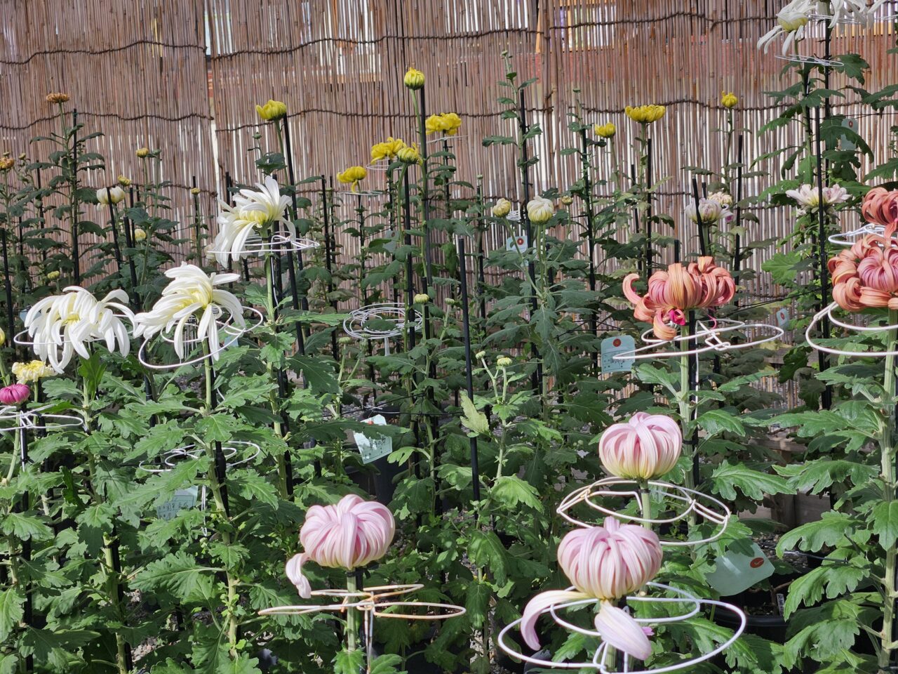 亀戸天神社の菊祭りの様子