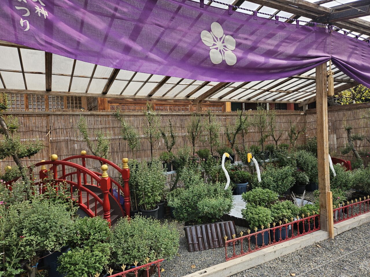 亀戸天神社の菊祭りの様子