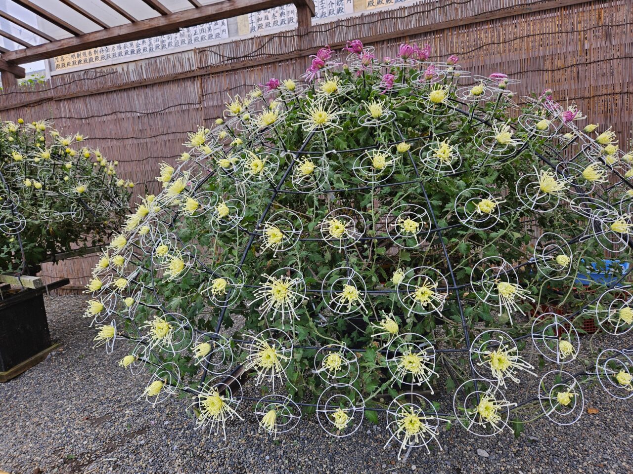 亀戸天神社の菊祭りの様子