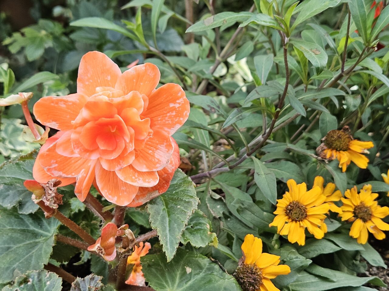 深川ギャザリアのガーデンコートの花