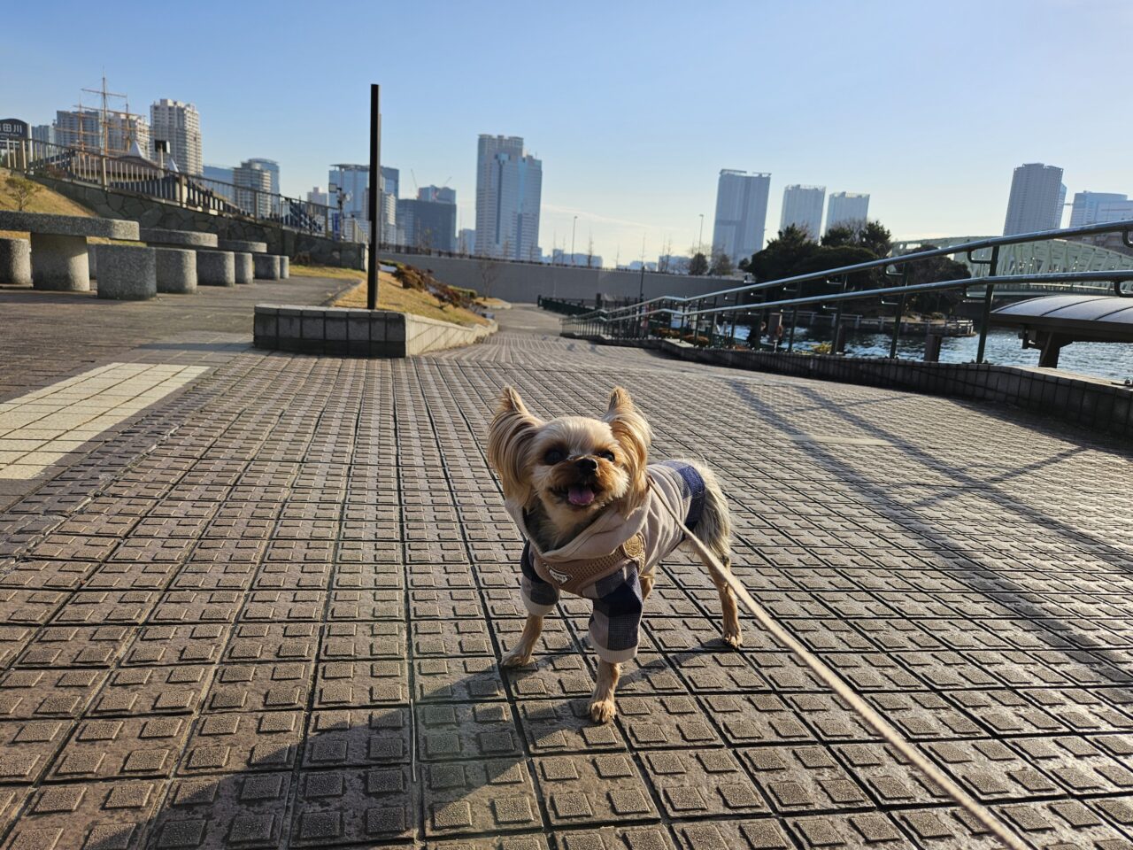 東京わんこマルシェの会場