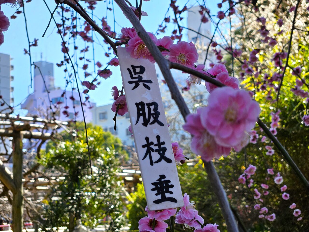 亀戸天神社の梅まつりの梅の木