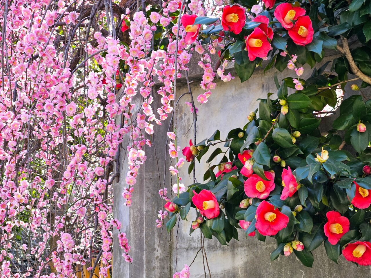 亀戸天神社の梅まつりの梅の木