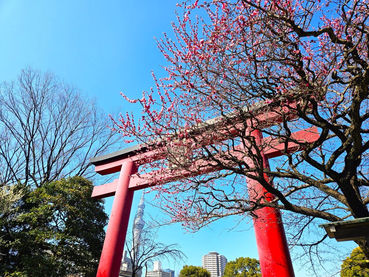 亀戸天神社の梅まつりの梅の木