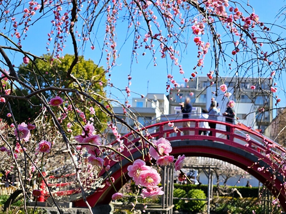 亀戸天神社の梅まつりの梅の木