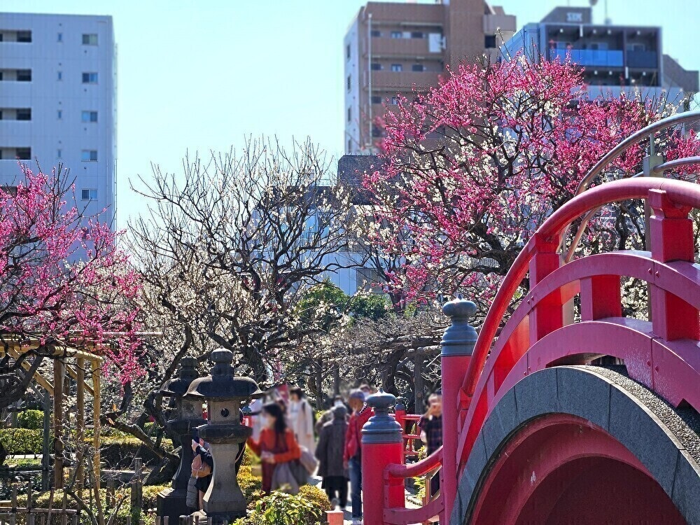 亀戸天神社の梅まつりの梅の木