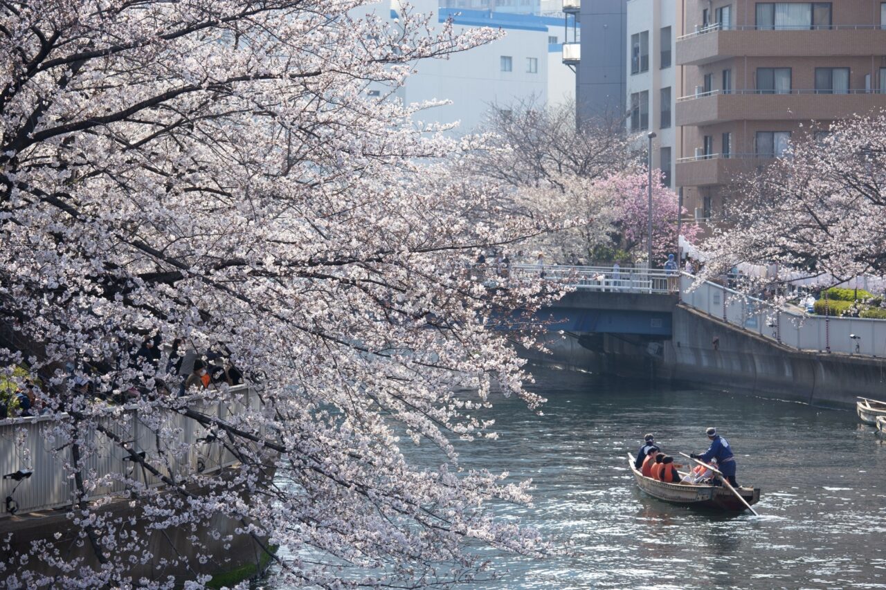 川沿いの桜イメージ