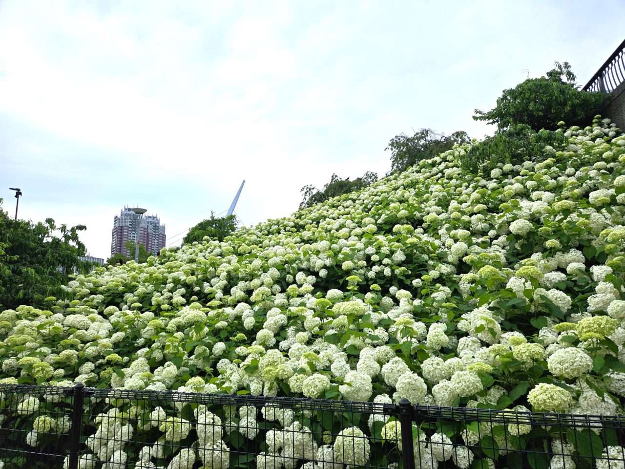シンボルプロムナード公園、出会い橋周辺のあじさい