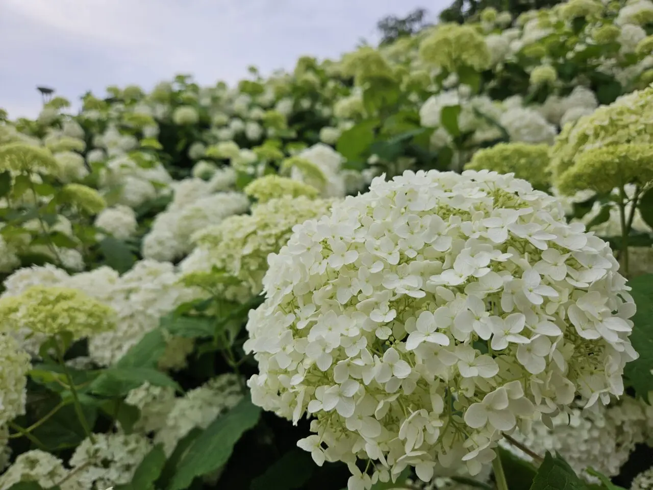 シンボルプロムナード公園、出会い橋周辺のあじさい