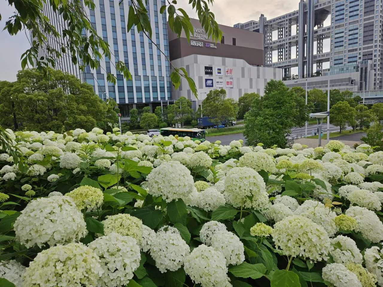 シンボルプロムナード公園、出会い橋周辺のあじさい