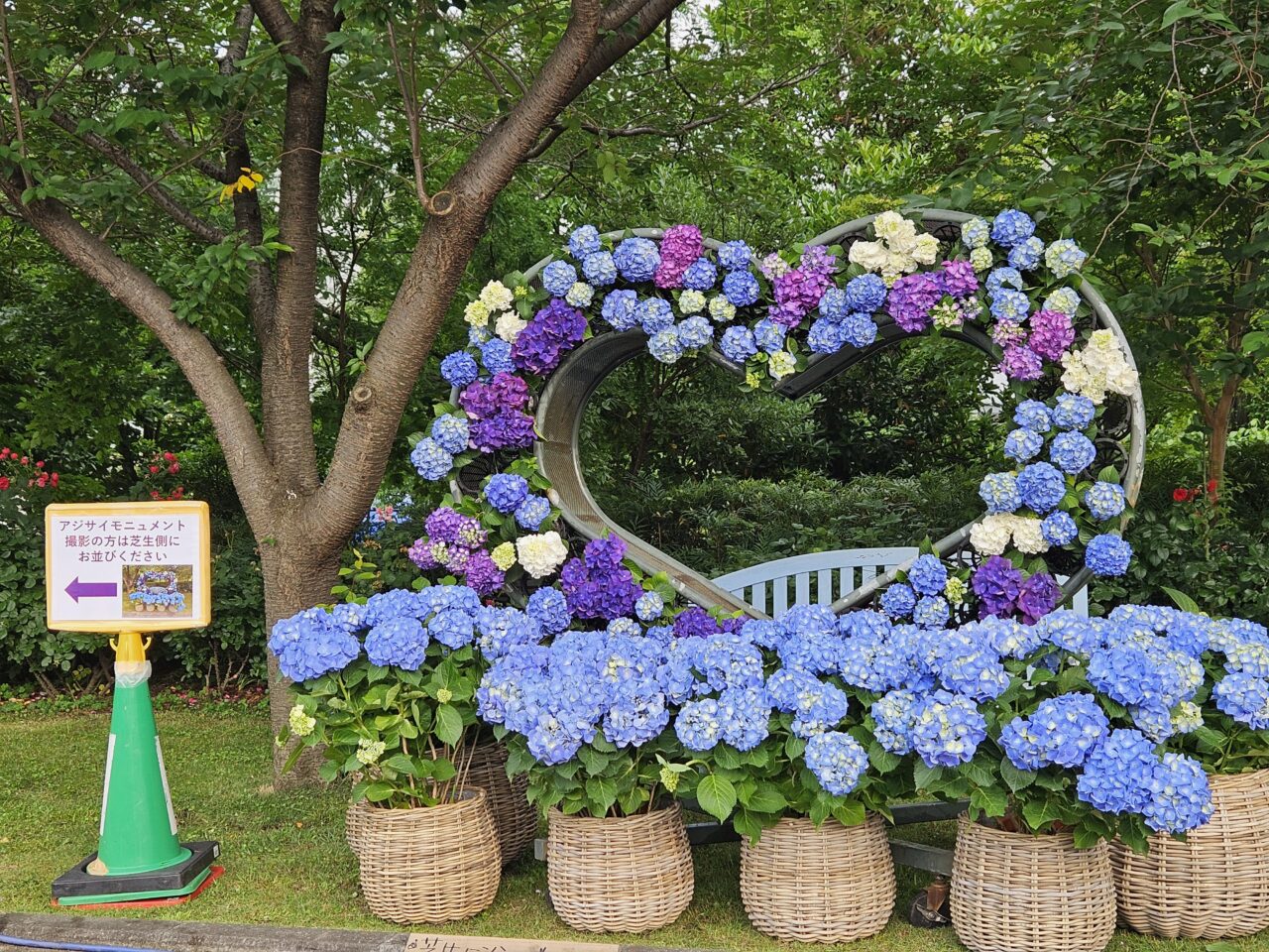 シンボルプロムナード公園、出会い橋周辺のあじさい