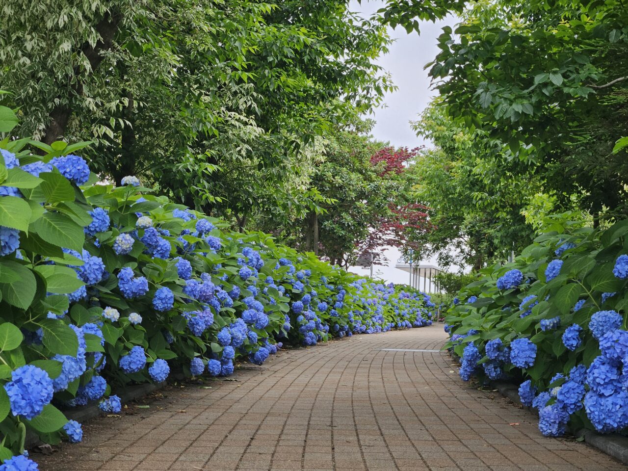 シンボルプロムナード公園、出会い橋周辺のあじさい