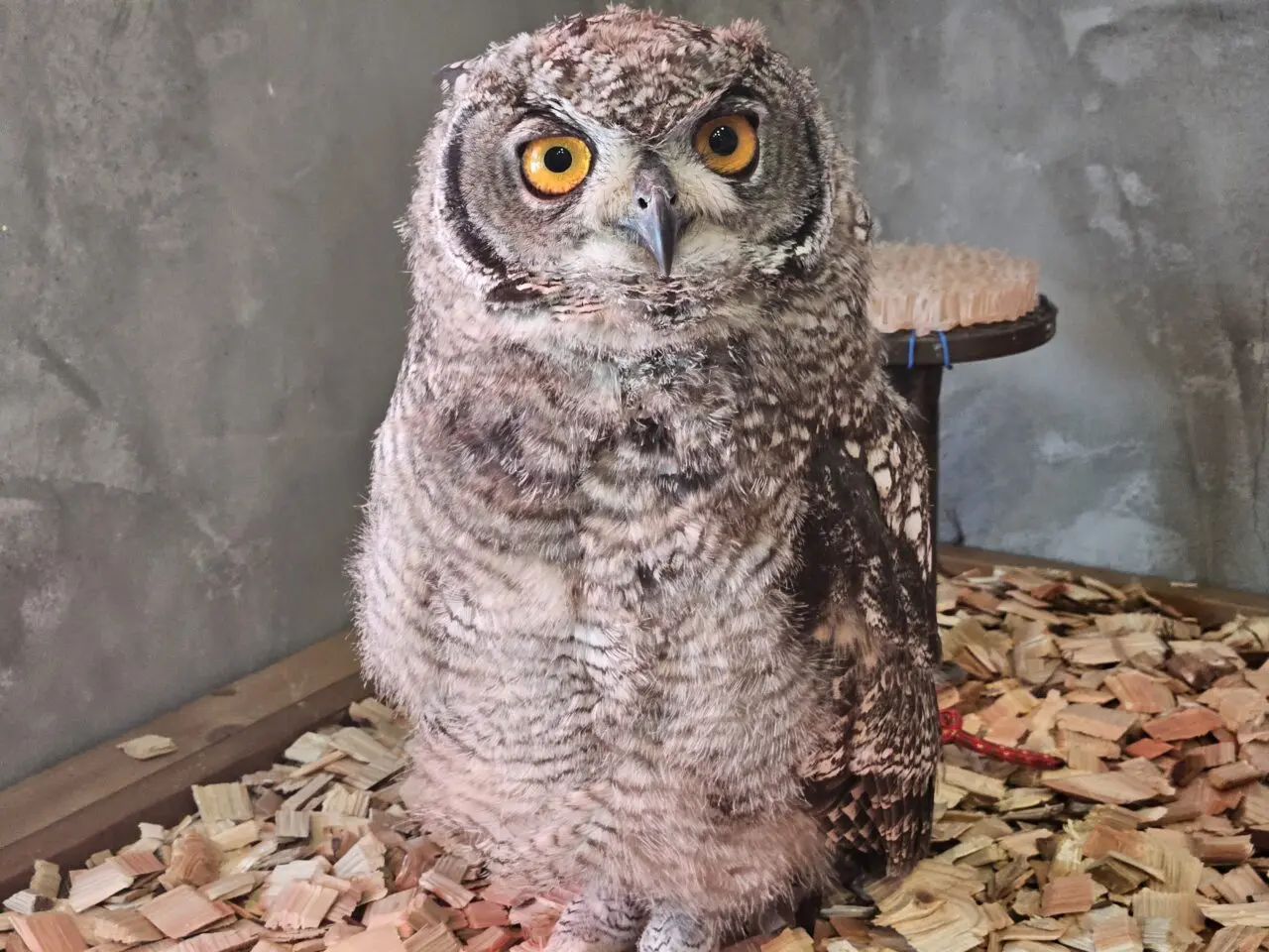 フクロウカフェ「フクロウギャラリー TOKYO」