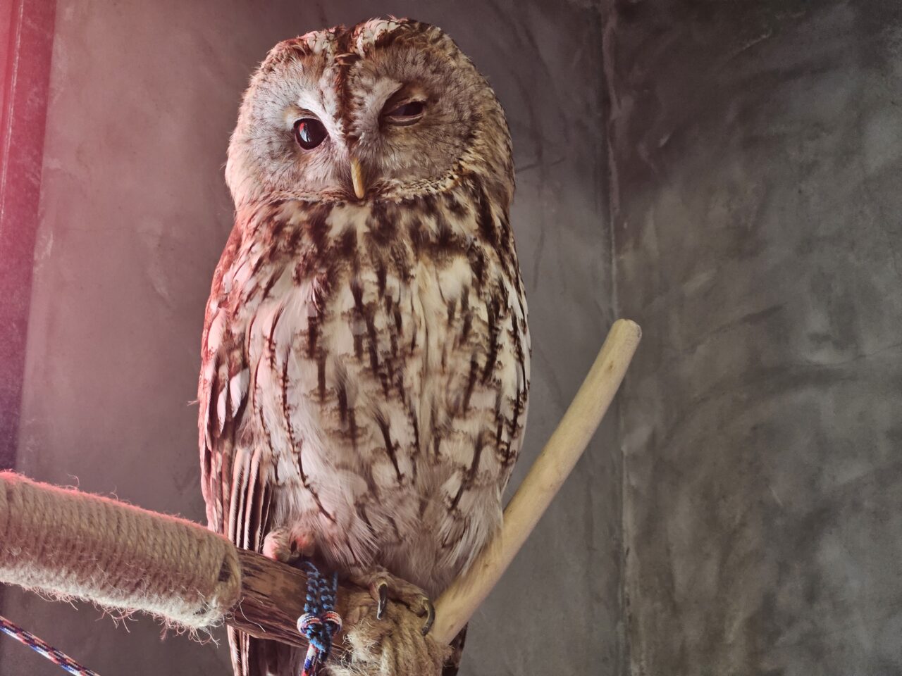 フクロウカフェ「フクロウギャラリー TOKYO」