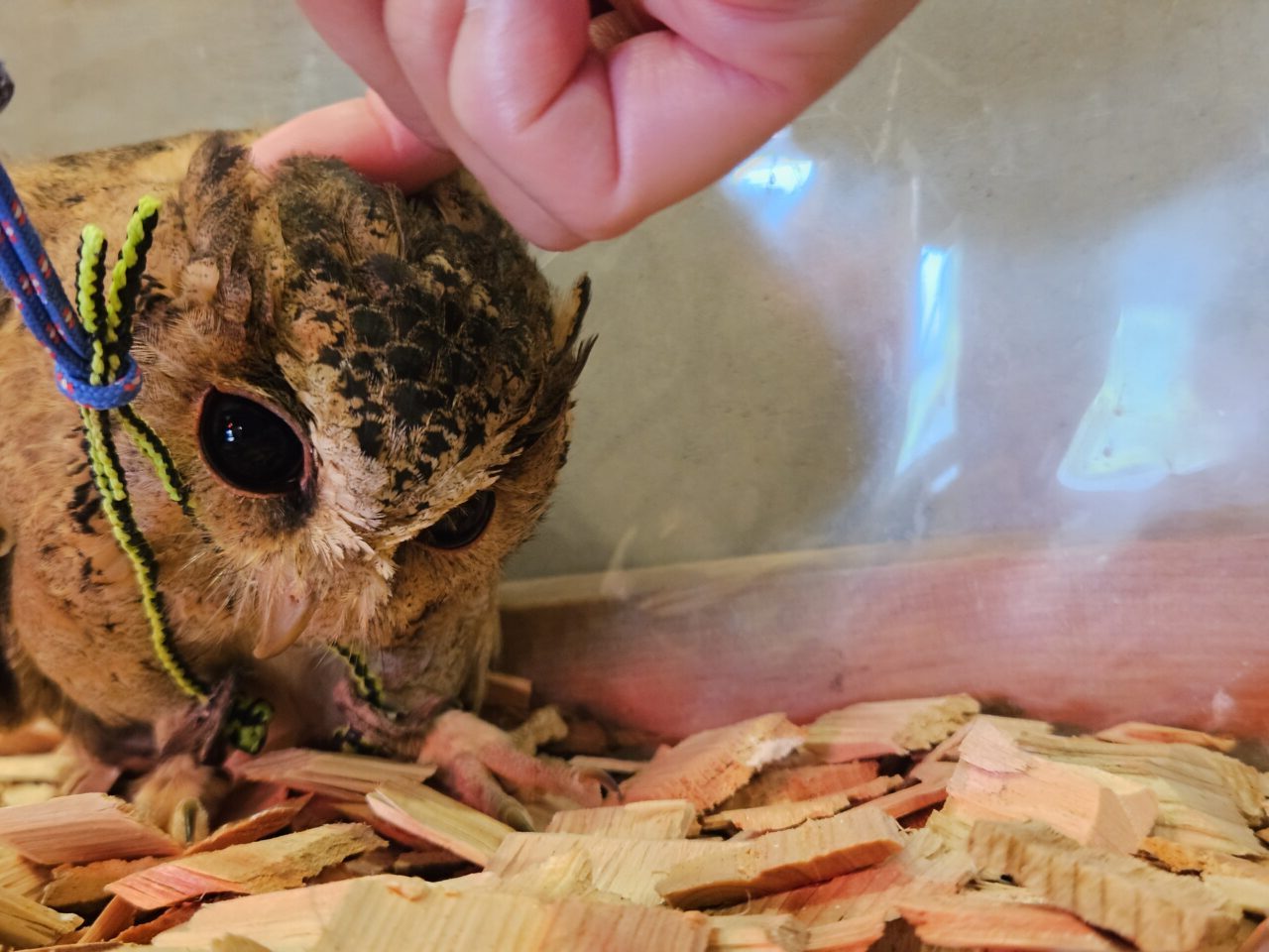 フクロウカフェ「フクロウギャラリー TOKYO」