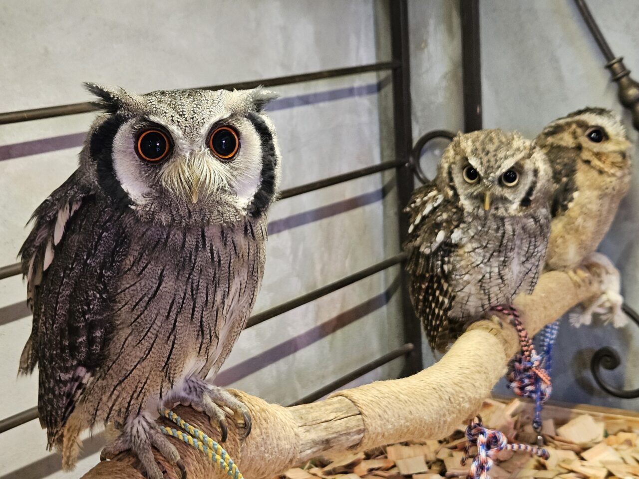 フクロウカフェ「フクロウギャラリー TOKYO」