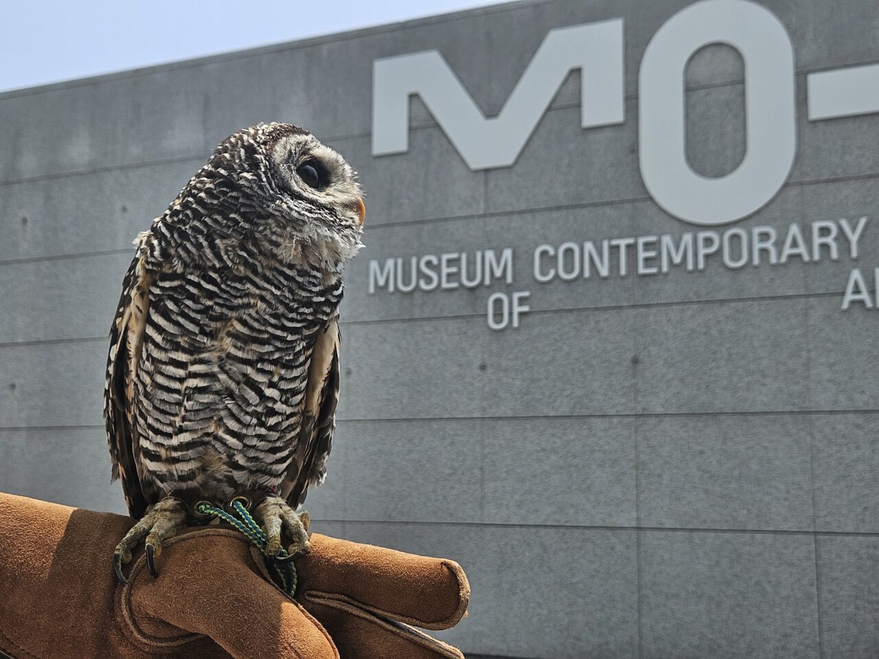 フクロウカフェ「フクロウギャラリー TOKYO」