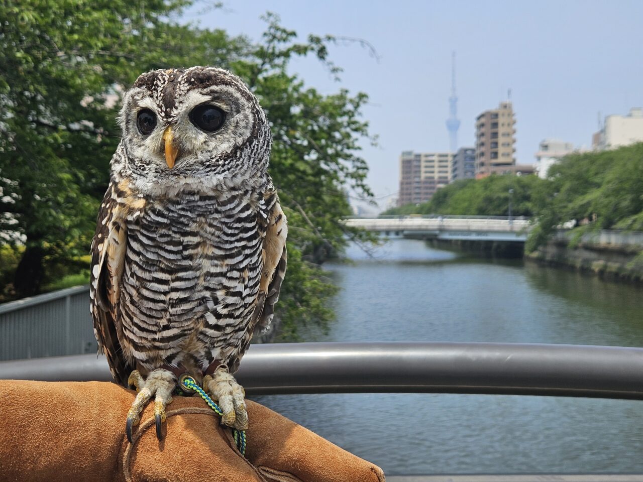フクロウカフェ「フクロウギャラリー TOKYO」