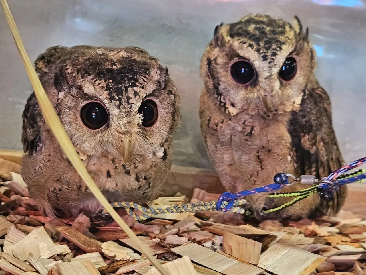 フクロウカフェ「フクロウギャラリー TOKYO」