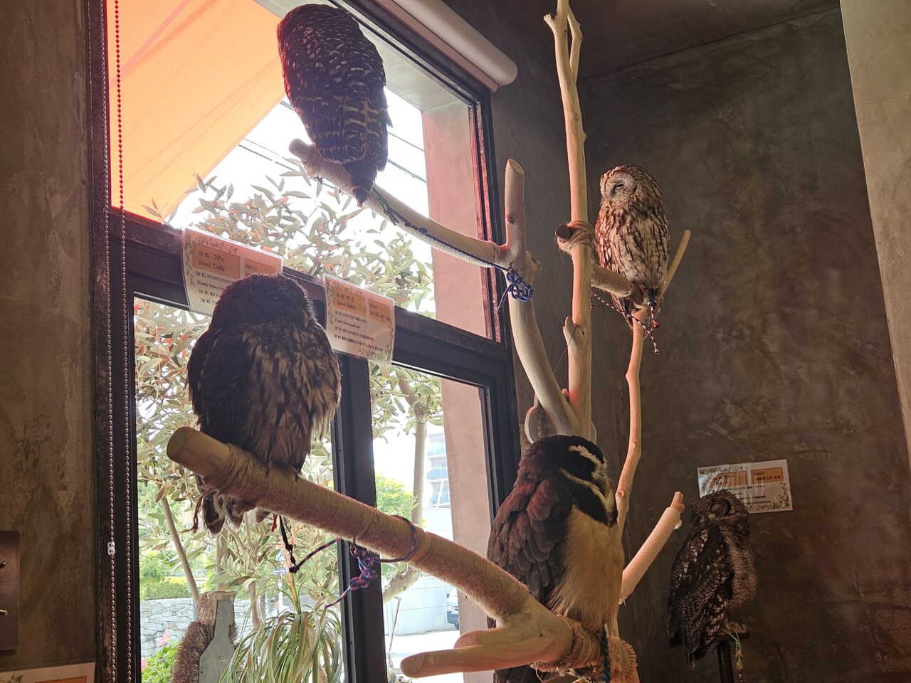 フクロウカフェ「フクロウギャラリー TOKYO」