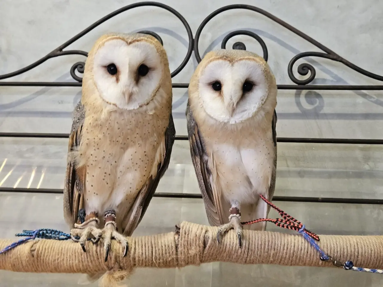 フクロウカフェ「フクロウギャラリー TOKYO」
