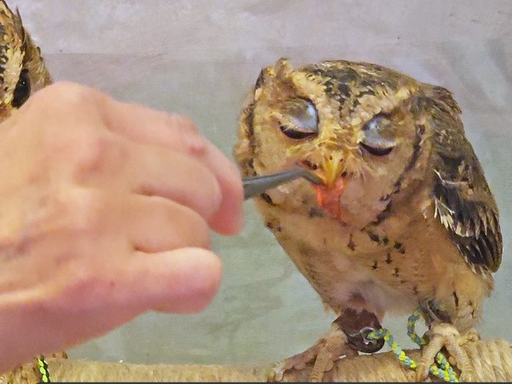 フクロウカフェ「フクロウギャラリー TOKYO」