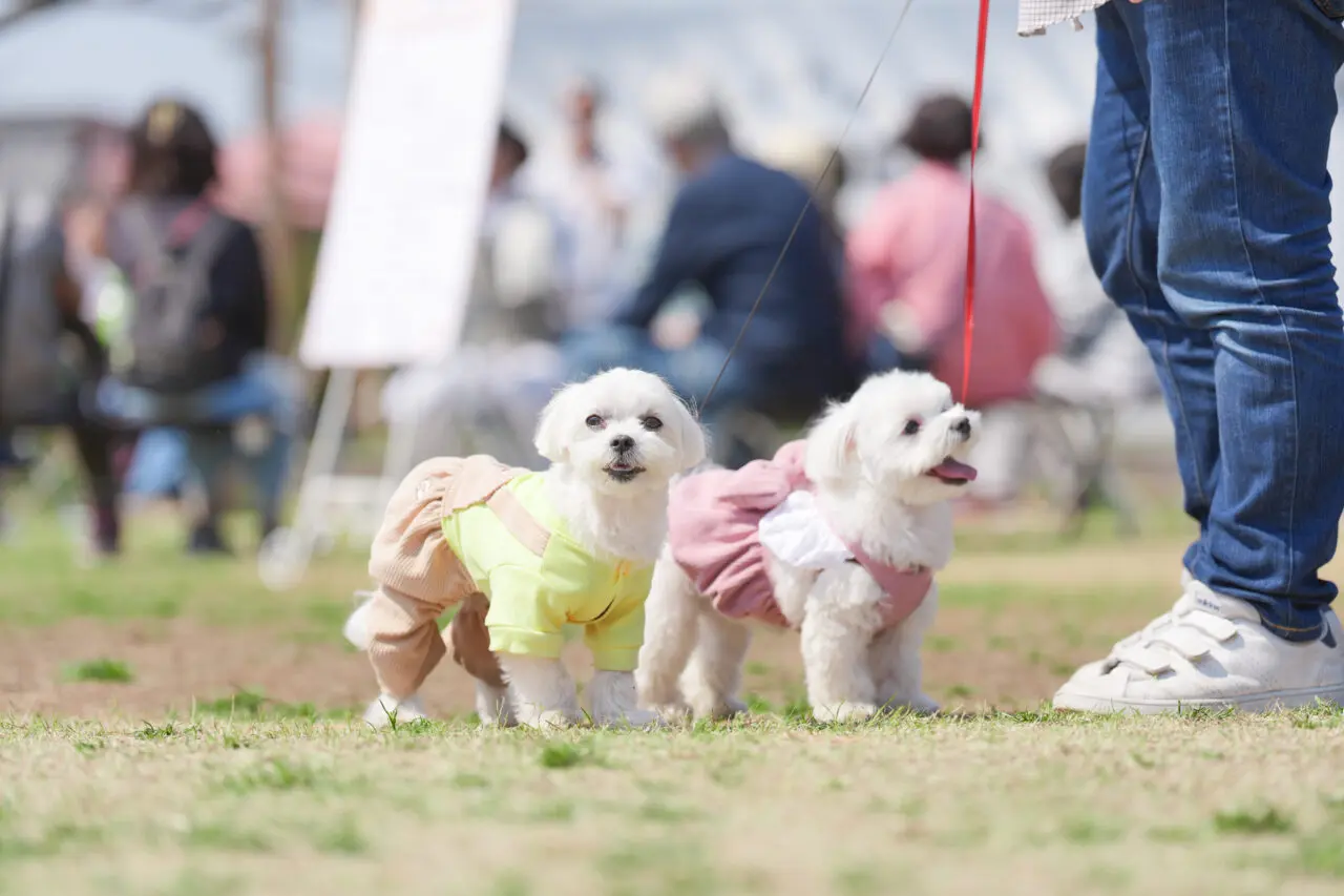 江東区で開催予定のドッグイベント
