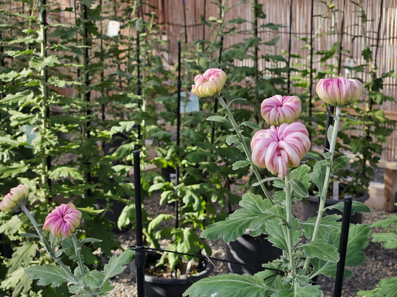 亀戸天神の菊まつり準備中