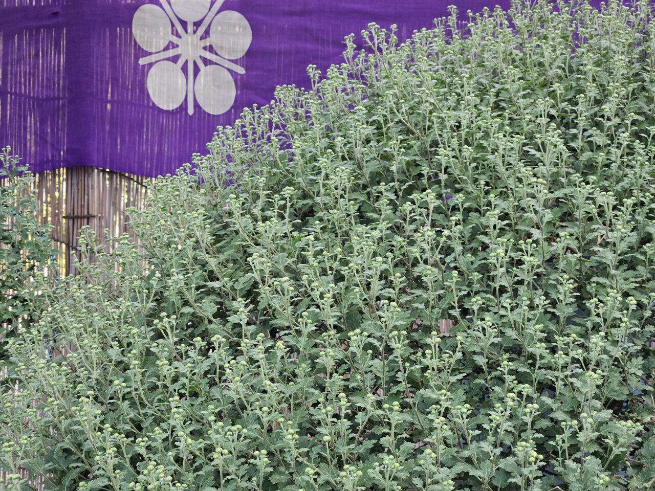 亀戸天神の菊まつり準備中