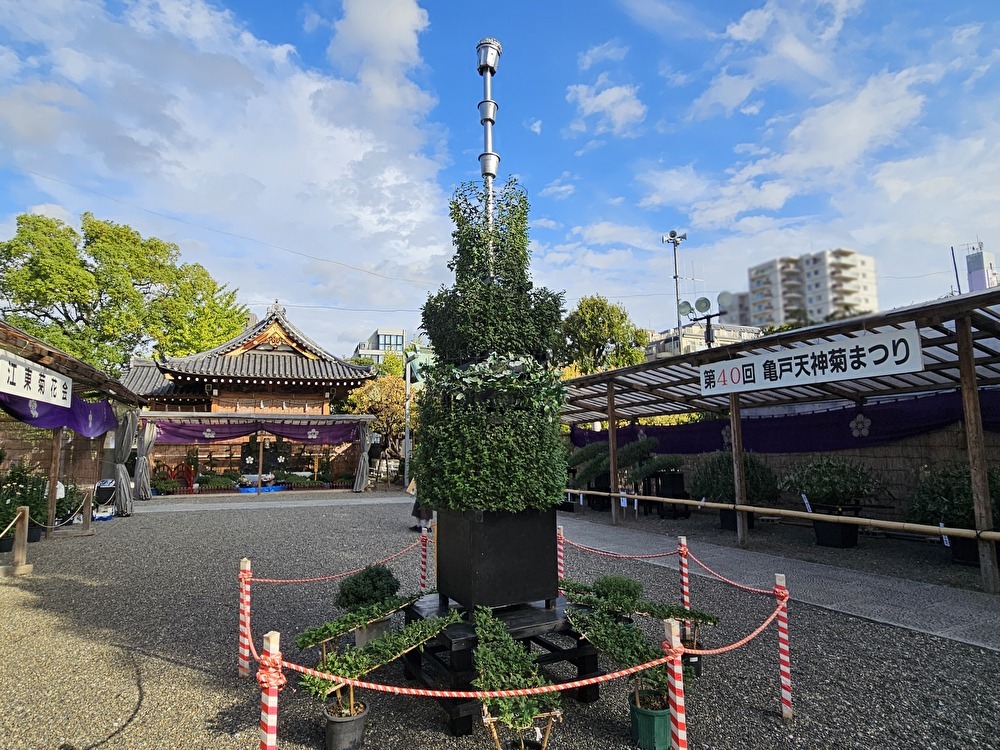 亀戸天神の菊まつり準備中