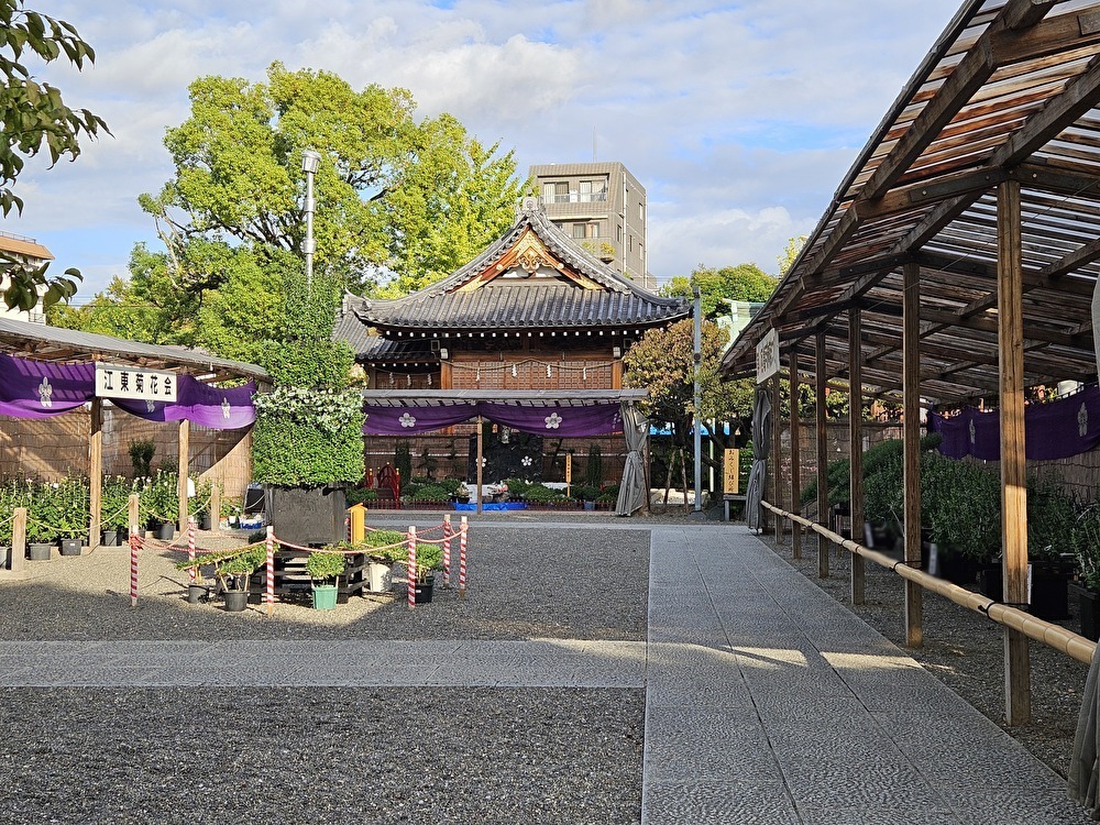 亀戸天神の菊まつり準備中